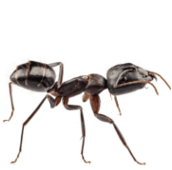 ant infestation rockwood