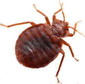 bed bug control rockwood