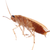 cockroach exterminator
